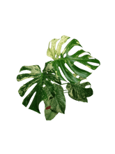 Monstera Mint Adult